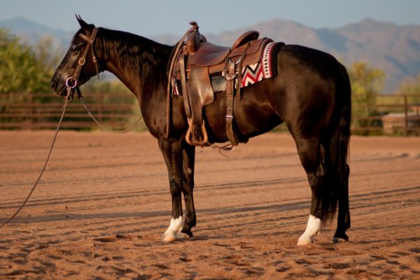 G2 Performance Horses ONE SMOOTH MATE - 2013 Red Roan Stallion - G2  Performance Horses