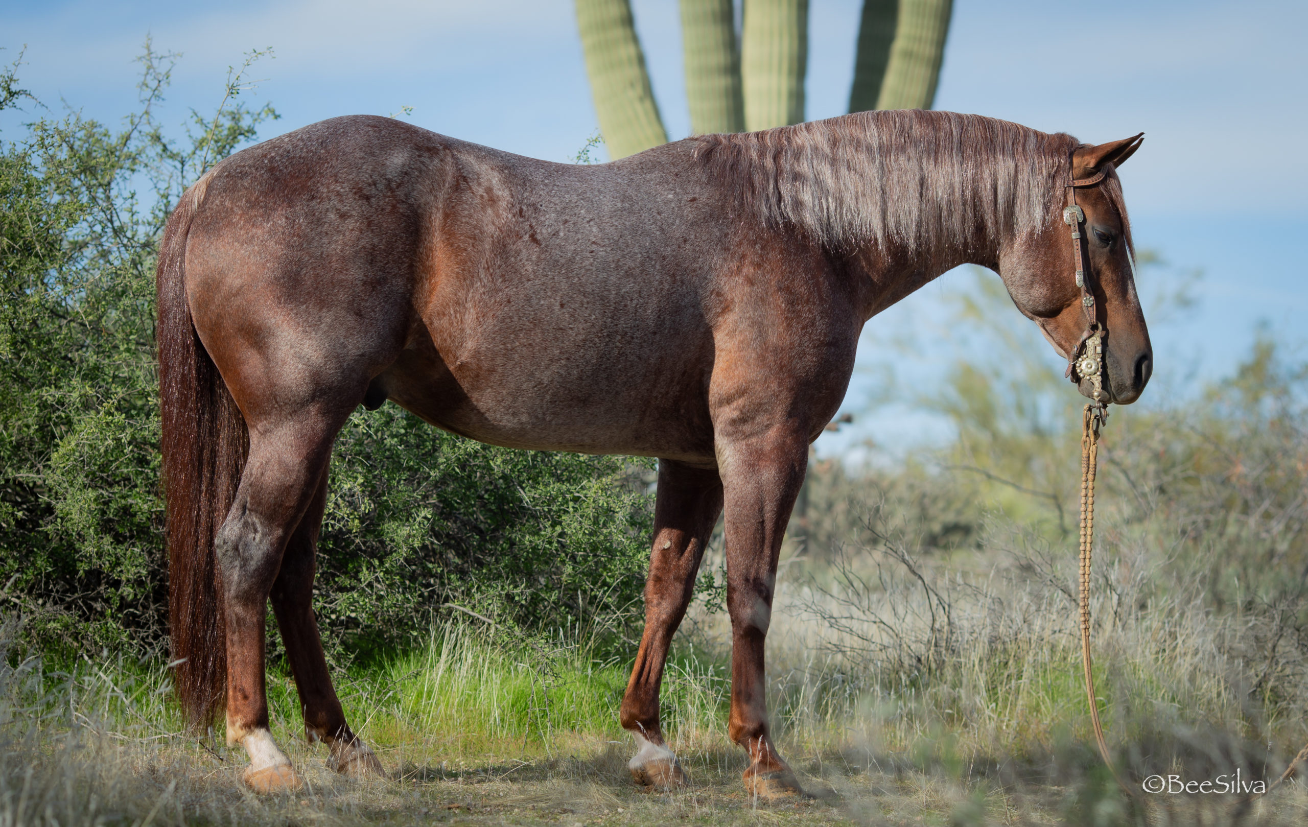 G2 Performance Horses ONE SMOOTH MATE - 2013 Red Roan Stallion